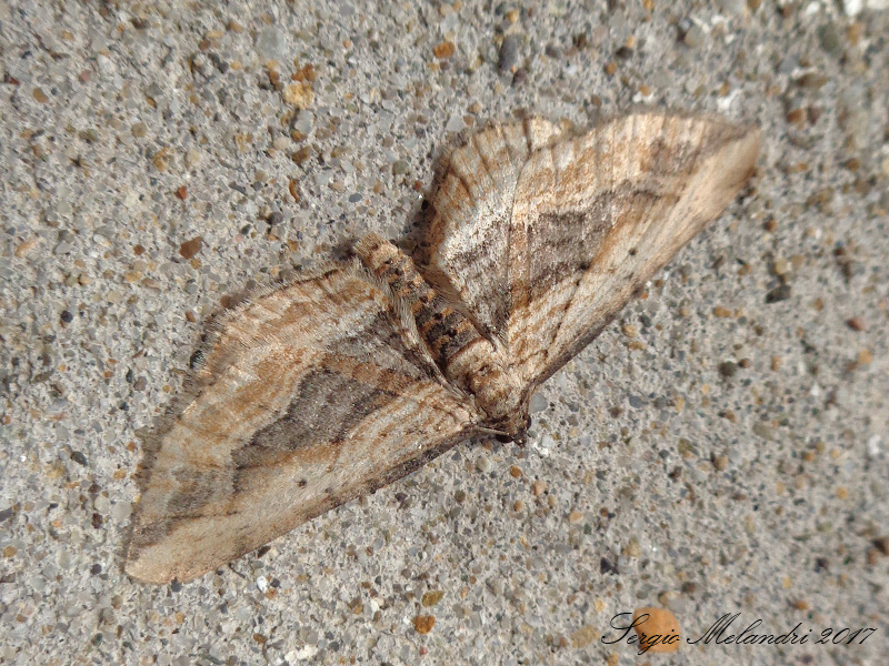 Da identificare - Horisme vitalbata, Geometridae